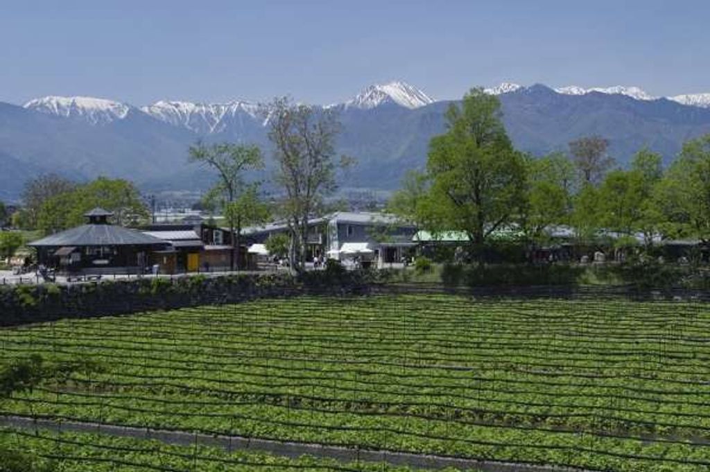 4 Great Japanese Farms | GoWithGuide