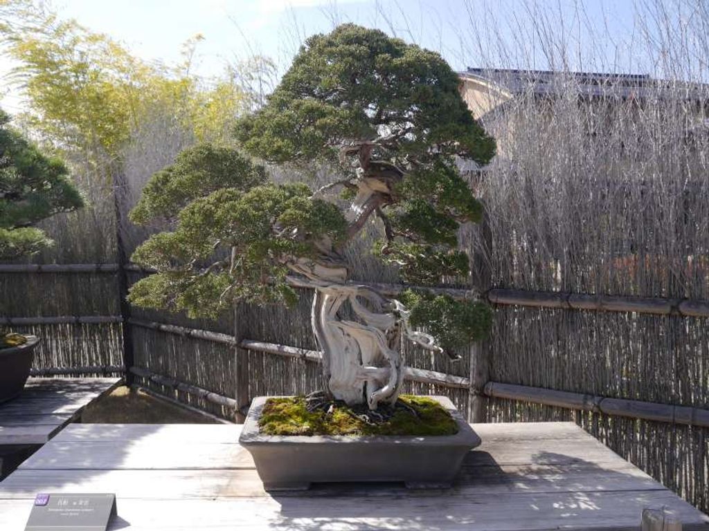 Come and Witness the Coolest Bonsai in Omiya! GoWithGuide