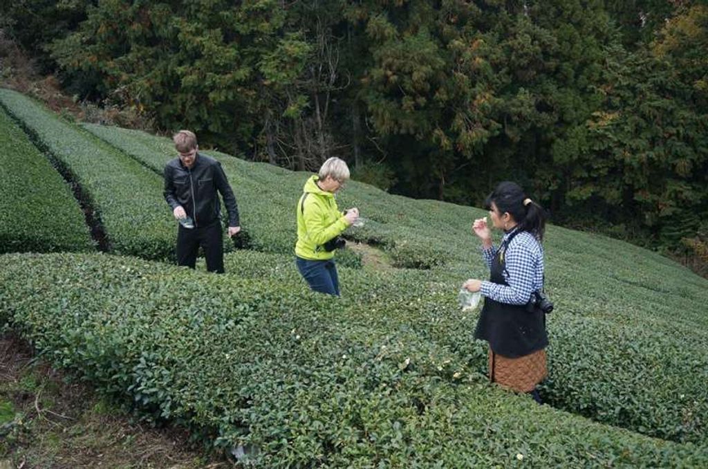 tea farm tour uji