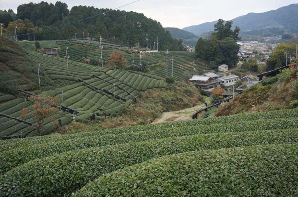 tea farm tour uji