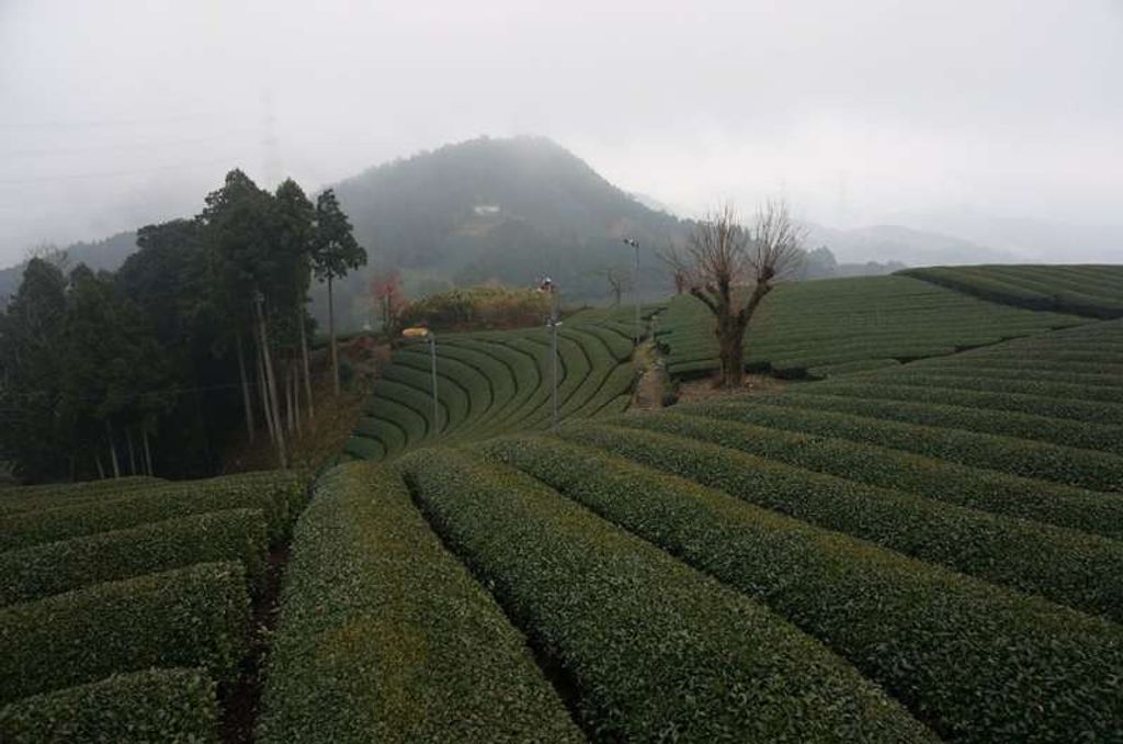 tea farm tour uji