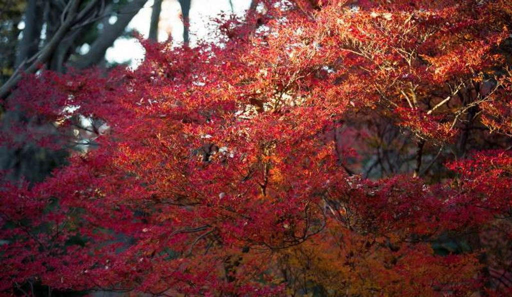 About 8 Autumn Color Destinations in Tokyo Japan 2024 3