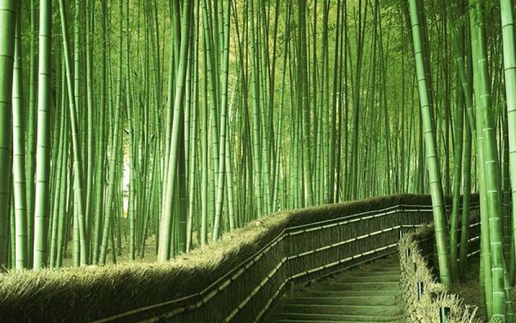 bamboo-tells-what-japan-is-all-about-gowithguide