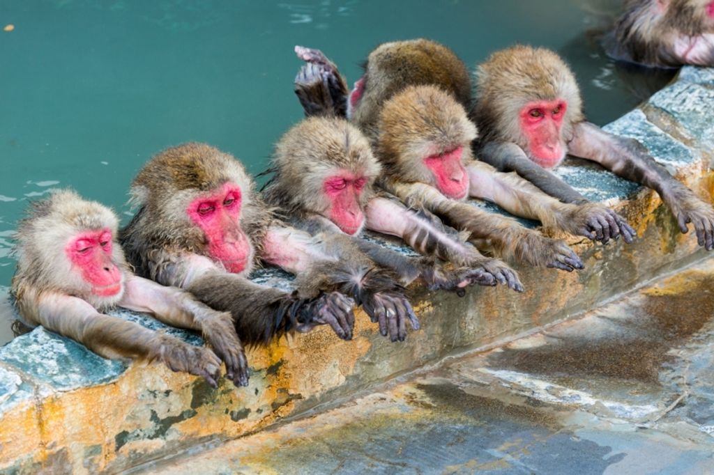 Monkey Onsen Best Places To Seeing Snow Monkeys in Japan GoWithGuide