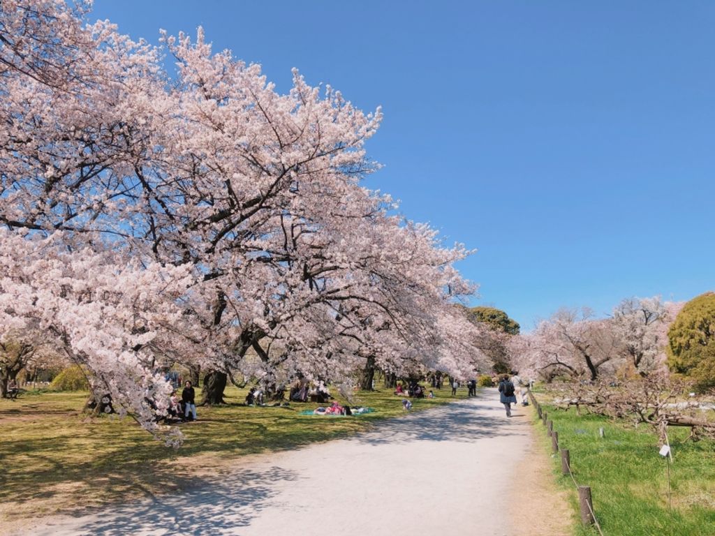 Sakura! Cherry Blossoms Passage (in Spring time)! |