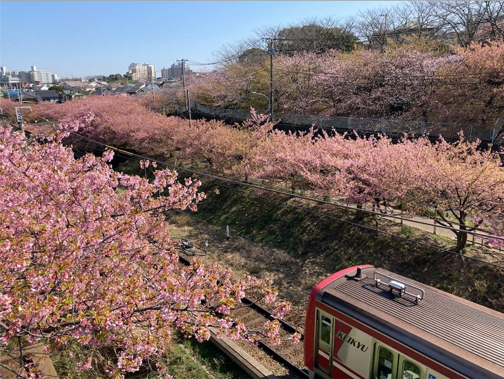 Winter Cherry Blossoms Gowithguide