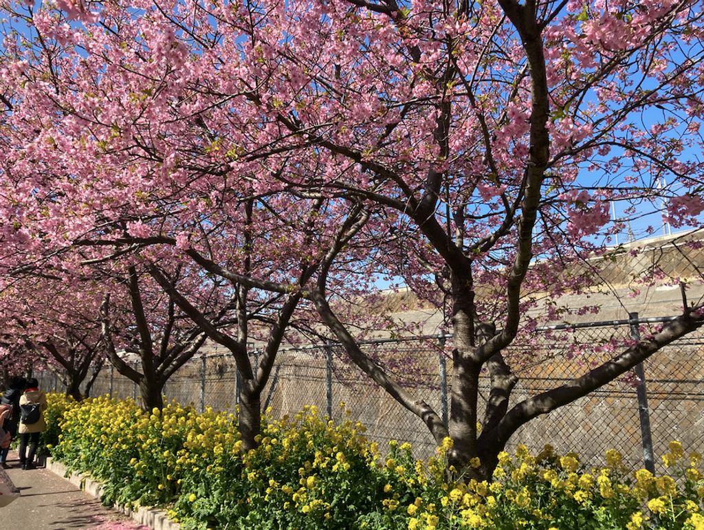 Winter Cherry Blossoms Gowithguide