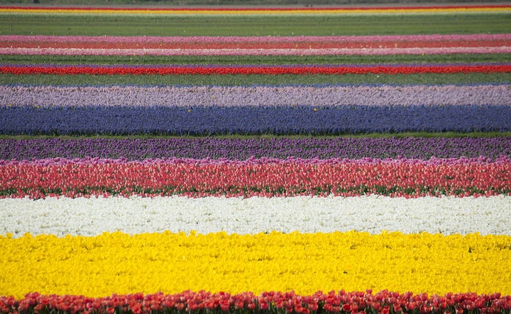 The Best Season to See Tulip fields in Netherlands
