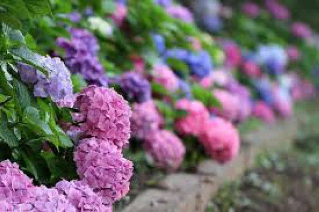 Enjoy Flowers In Kamakura During A Rain Season Gowithguide