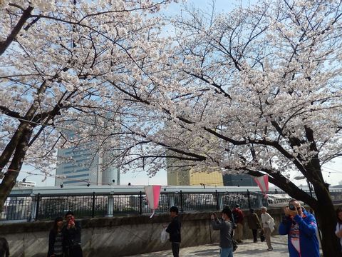 Cherry blossom viewing in Tokyo