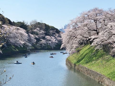 Three Cherry Blossom Viewing Spots and Asakusa