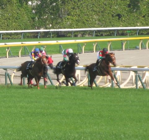Gamble Tokyo - Horse Race betting tour