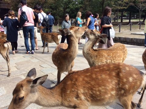 Full Day Nara tour from Kyoto with a private guide