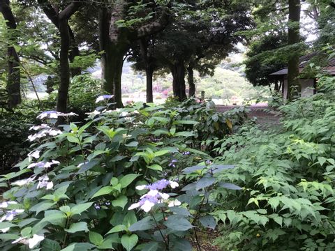 Japanese Gardens and Origami Workshop in Central Tokyo