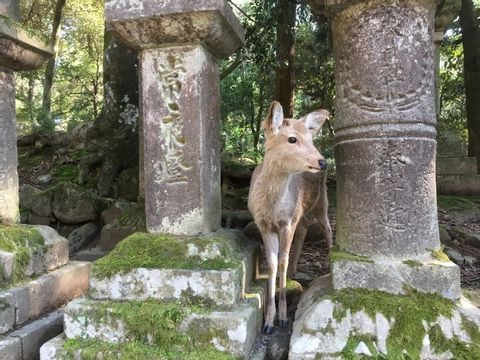 Expérience Animaux Mi-Sauvages d'une Journée à Kyoto et Nara
