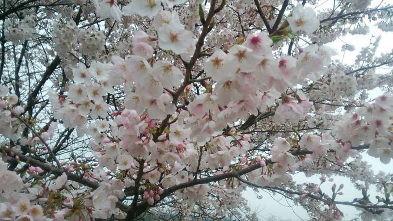 Nagasaki Private Tour - Very charming cherry blossoms 