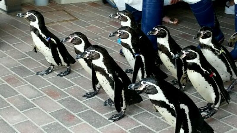 Nagasaki Private Tour - Nagasaki Penguin Aquarium