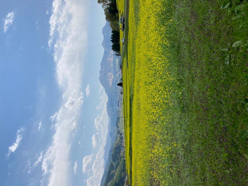 Nagano Private Tour - Rape Flower Fields, Iiyama (early May)