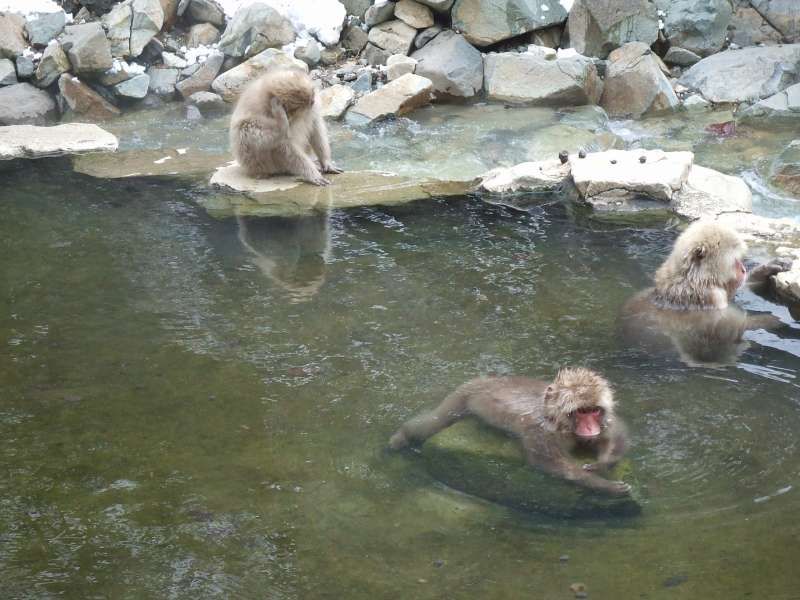 Nagano Private Tour - Jigokutani-yaen-koen, Yamanouchi 