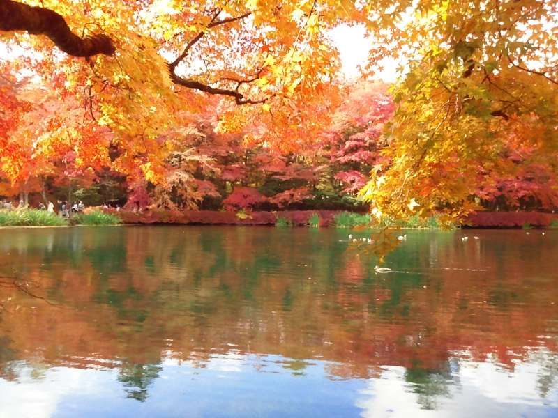 Nagano Private Tour - Kumoba Pond in Autumn