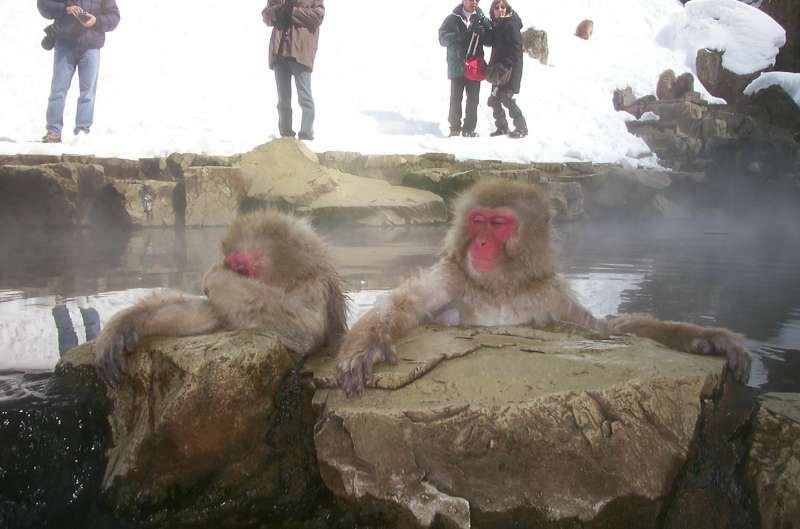 Nagano Private Tour - Snow Monkey Park (Jigokudani, Yudanaka)