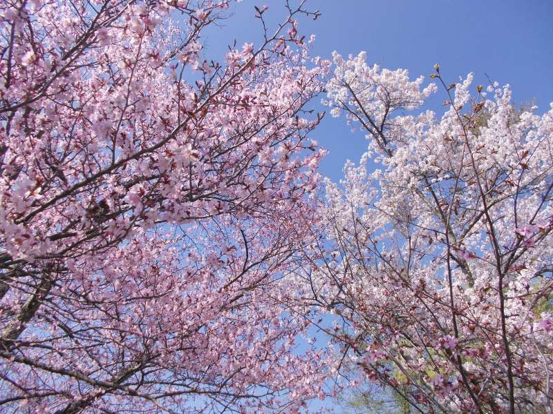 Nagano Private Tour - Cherry Blossoms in Lake Shiozawa