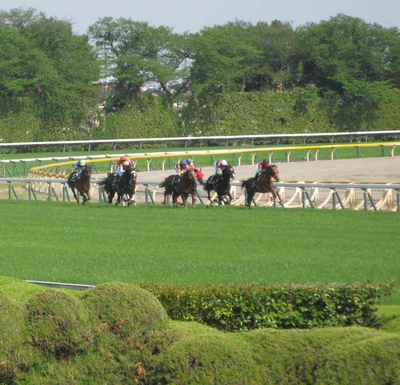 Tokyo Private Tour - As an example of unique experience, Horse Racing betting tour