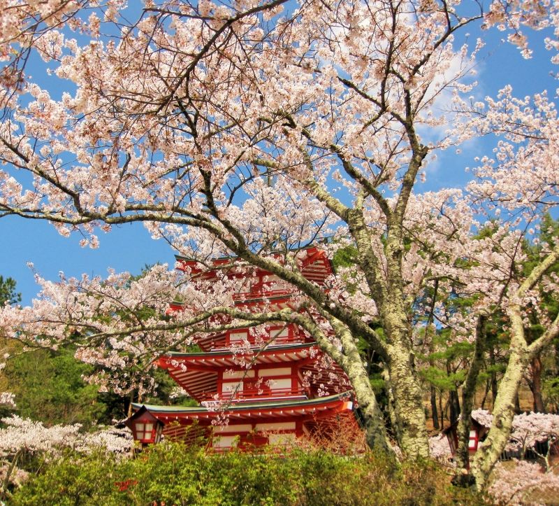 Tokyo Private Tour - Cherry blossom in spring season