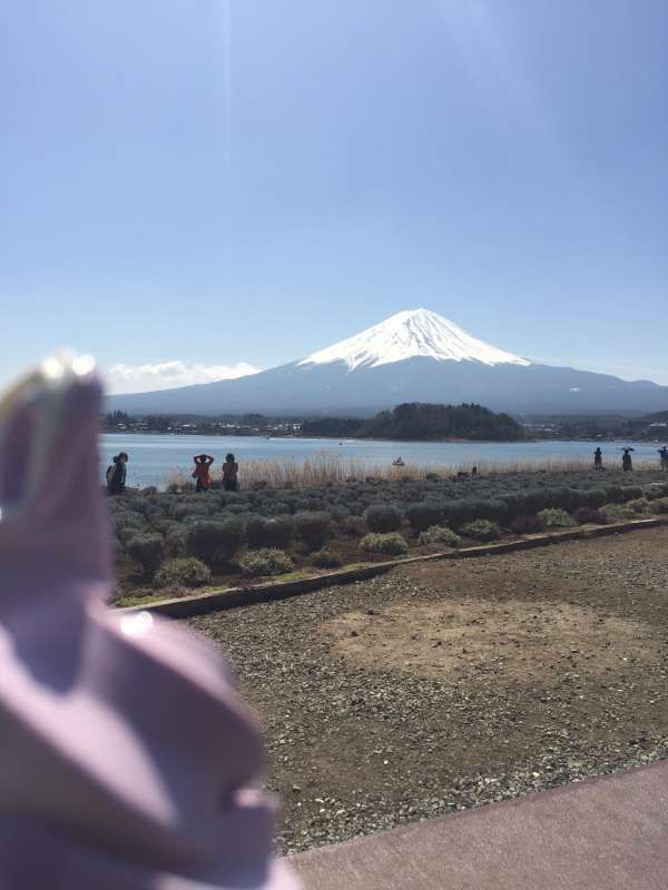 Kanagawa Private Tour - Blue berry ice cream and Mt. Fuji from Lake Kawagichi