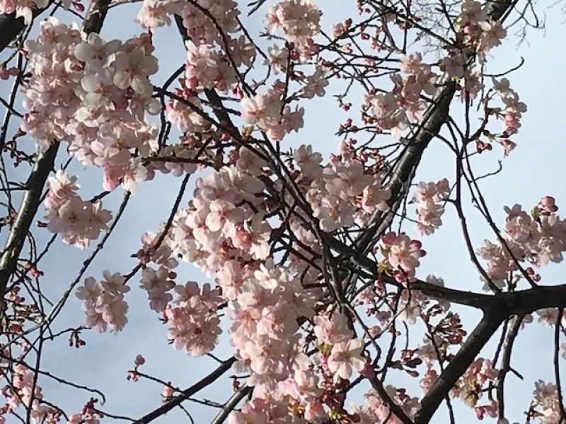 Tokyo Private Tour - Cherry blossom will make you feel Japan`s beauty of elegance. Let`s read the spring poem viewing charming flowers.