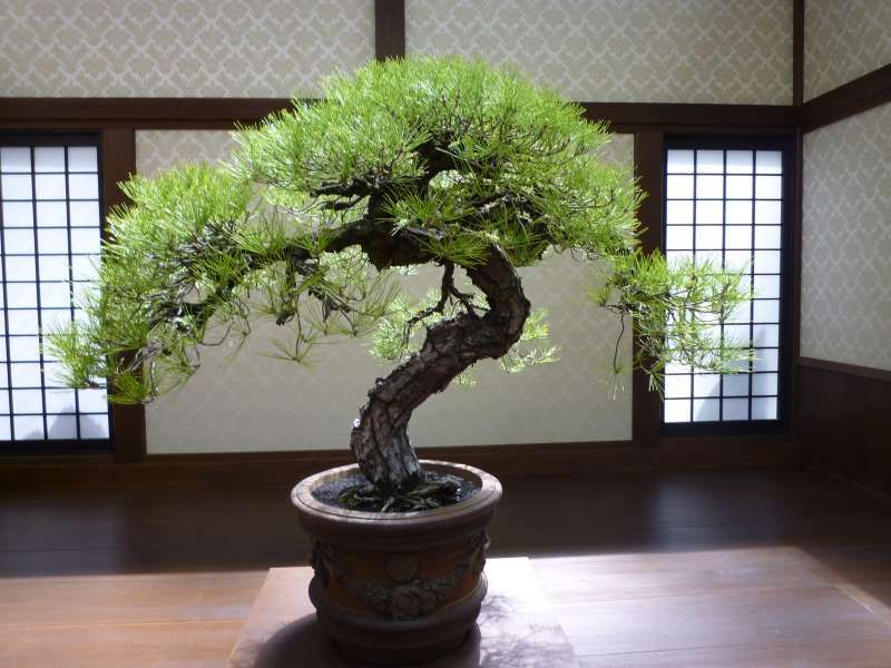 Tokyo Private Tour - Bonsai.  Schoenheit des Japans im kleinen Kieferbaum.