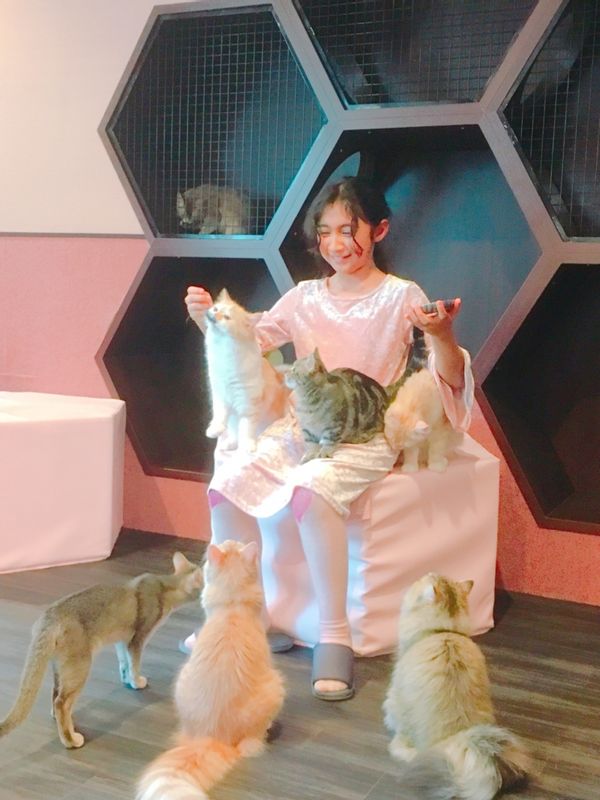 Osaka Private Tour - She is the QUEEN of cat cafe XD