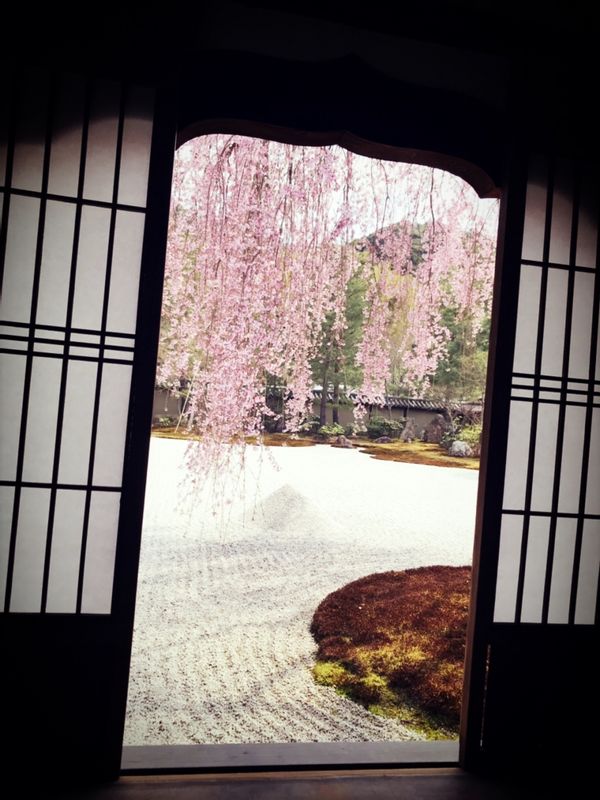 Osaka Private Tour - Cherry blossom!