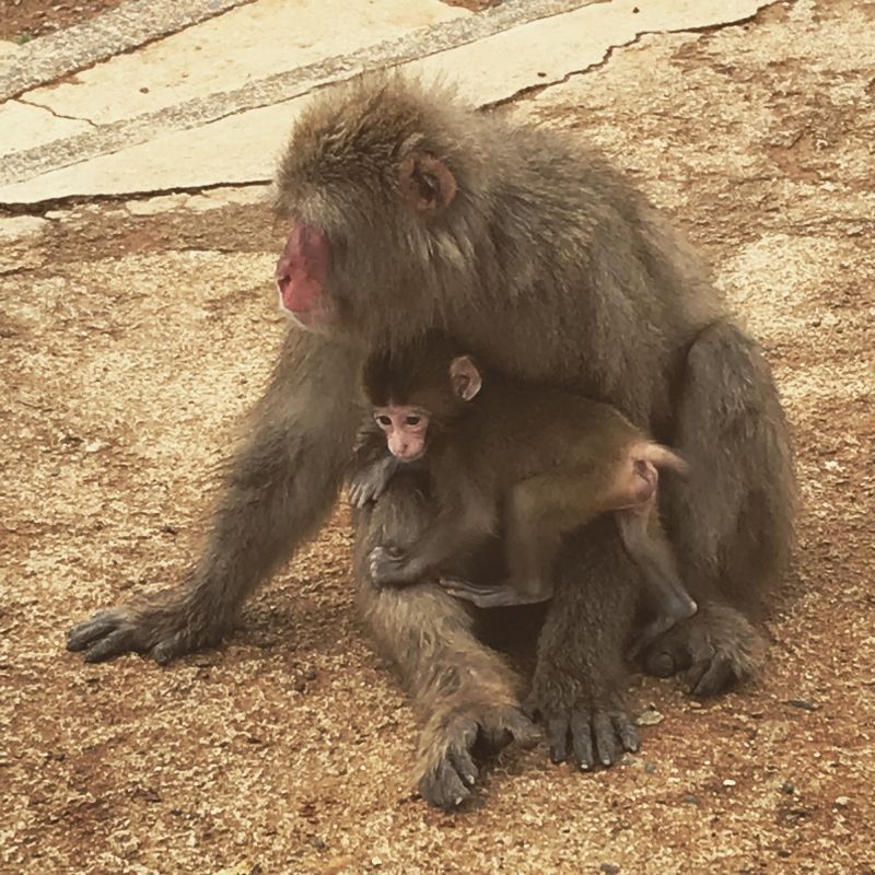 Osaka Private Tour - Monkey park is now baby time!!