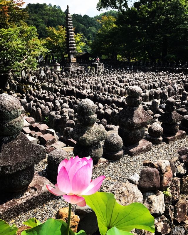 Osaka Private Tour - Beautiful lotus 