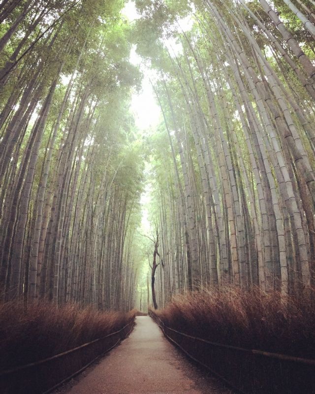 Osaka Private Tour - Bamboo grove at 6am