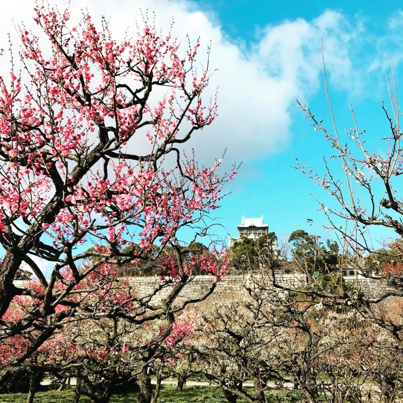 Osaka Private Tour - Plum is now blooming beautifully!