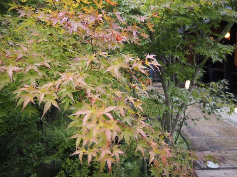 Tokyo Private Tour - Red leaves in Hakone. Oct 19. 2018