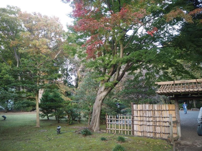 Tokyo Private Tour - Japanese landscape garden 