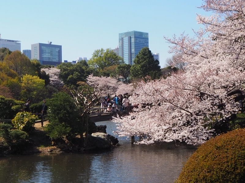 Tokyo Private Tour - Cherry blossoms 