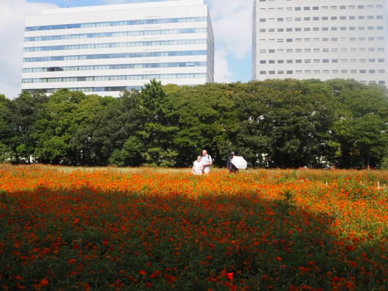 Tokyo Private Tour - Beautiful cosmos flowers☆ 秋樱好漂亮☆
