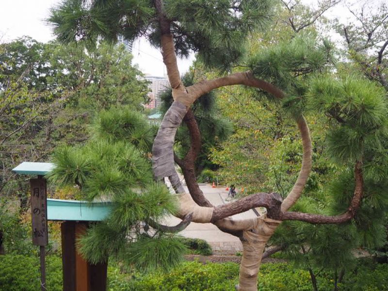 Tokyo Private Tour - Beautiful tree 