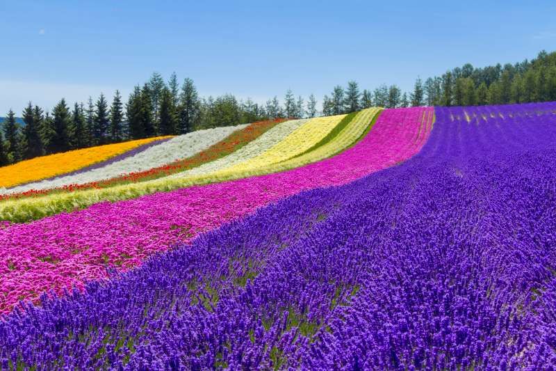 Hokkaido Private Tour - Flower Garden in Furano 