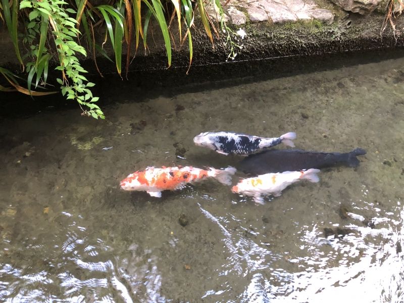 Gifu Private Tour - Carp are swimming in the waterway in Gujo Hachiman.