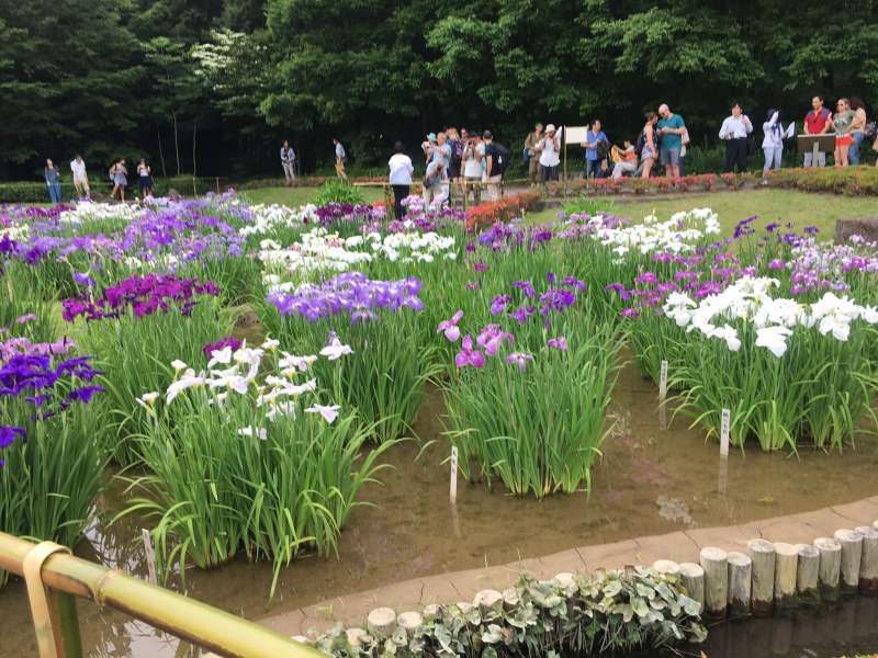 Tokyo Private Tour - Irises in Ninomaru  Garden of East Garden, Imperial Palece