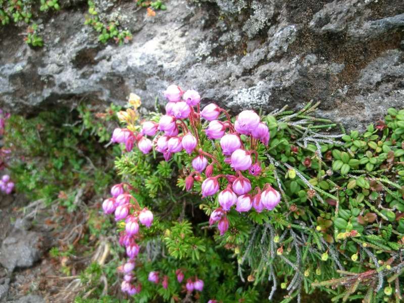 Shiretoko / Abashiri Private Tour - 'Ezonotsugazakura' (Alpine plant in Hokkaido) belongs to Azalea family, one of the most beautiul alpine plants in Hokkaido. We can see them from June through August.