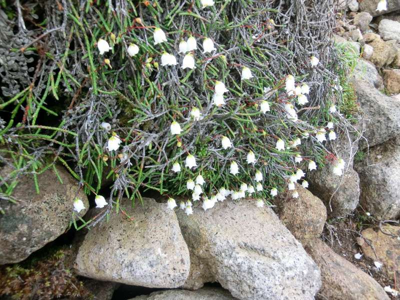 Shiretoko / Abashiri Private Tour - 'Iwahige' (Alpine plant), which literally means 'rock's beard' in Japanese and belongs to Azalea family. Unlike its strange name, it is so cute and beautiful.