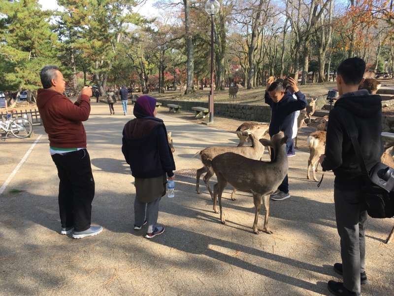 Shiga Private Tour - Deer park in Nara