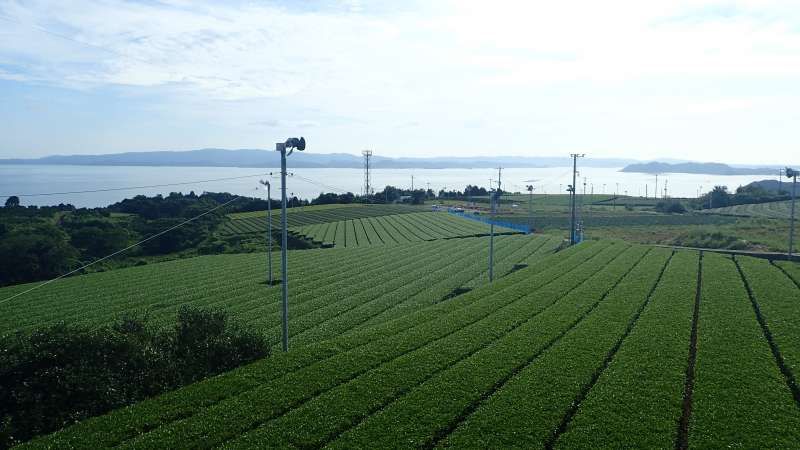 Okinawa Main Island Private Tour - Green tea field
Higashi-sonogi town, Nagasaki pref.
Ohmura-bey be seen behind the field 