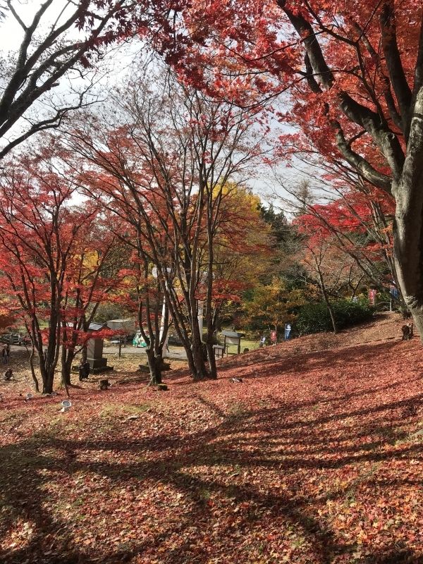 Fukushima Private Tour - You will enjoy each colorful seasons  in Japan. 